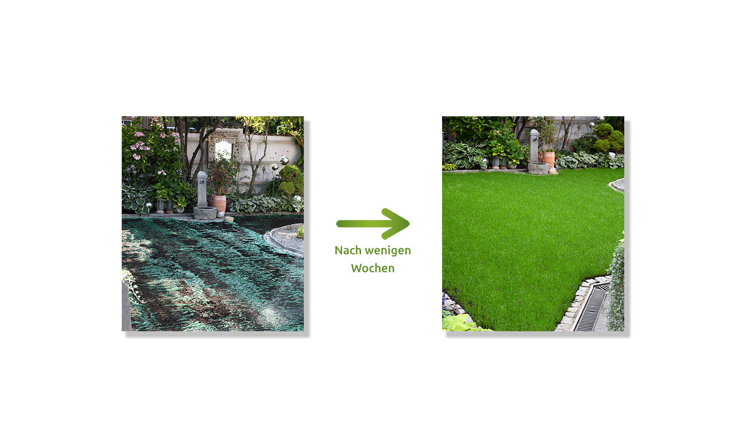 Wachstum im Garten der Grassroll Biologisch abbaubare Rasenmatte mit integriertem Dünger und Hydronanogel, Rasenrolle, Grasrolle, Rasenvlies, Rasen Saatgut, Dünger, Rollrasen